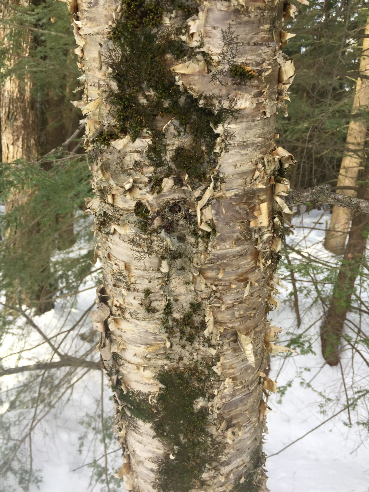 yellow birch